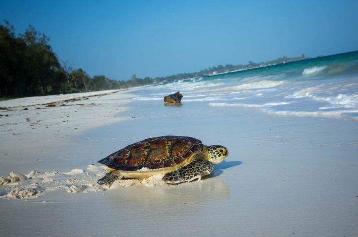 Watamu Turtles and best hotels