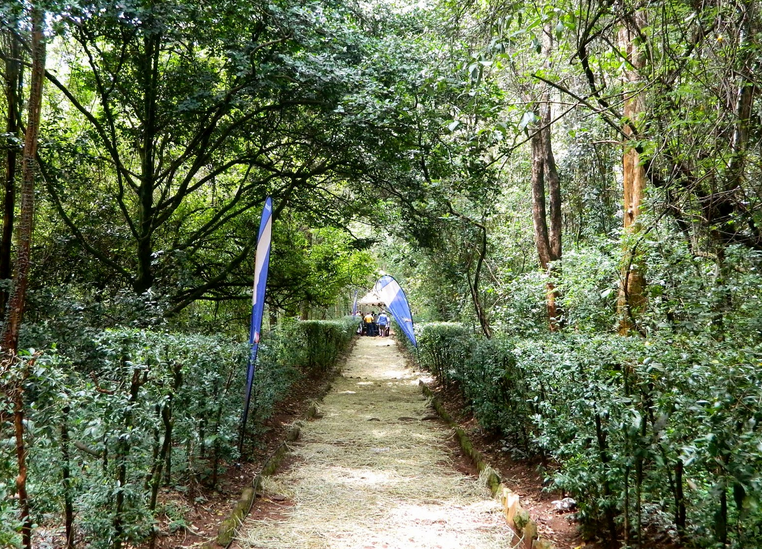 Nairobi Arboretum Nature Trail